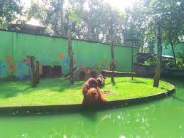 Di kampung wisata taman lele 3 semarang kebun binatang mini, di taman lele semarang. Jalan Jalan Ke Kebun Binatang Semarang Yuk Permata Pengalamanku Lifestyle Blogger