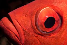 15 por fish with big eyes fishlab