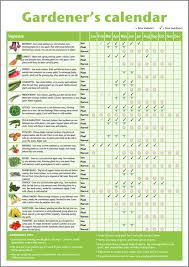 A3 Beginner Gardeners Vegetable Chart Gardening Calendar