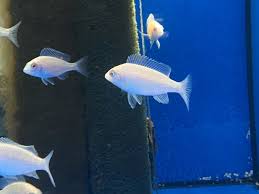 placidochromis phenochilus mdoka white