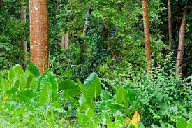 jungle vegetation tropical forest green