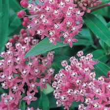 Hardy Perennials And Shrubs For An Easy
