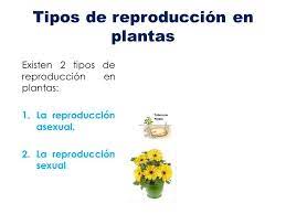 tipos de reproducción de las plantas
