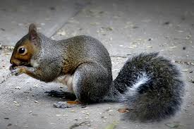 squirrel control billerica ma squirrel