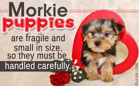 Awesome Information About The Really Cute Morkie Puppies
