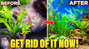 white algae in aquarium how to get