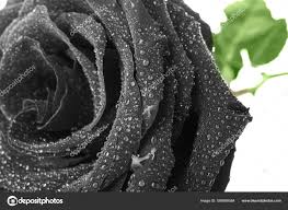 flower black rose images