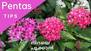 Pentas Flowers Easy Tips For Flowering