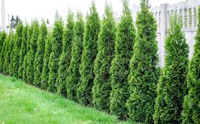 They grow at about the same rate, but leyland cypress is came from the united kingdom, they are a hybrid tree, and the best way to describe their ability to live in hotlanta is akin to. Plants For Privacy Expert Advice Hicks Nurseries