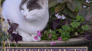 Personally, my cat feeds the weakness of indoor plants not purposefully, but if in the process of play on its way there is a pot with a flower, then the poor. A Z List Of Houseplants That Are Poisonous To Your Cats Pethelpful