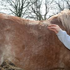 Grooming Diffe Coat Types Equine