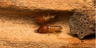 best termite company in san go