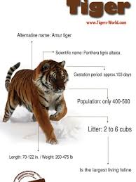 Tiger Infographics Visual Ly