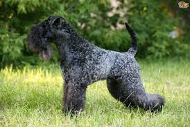 Popular terrier puppy breeds include yorkshire terrier puppies and jack russells terriers. Kerry Blue Terrier Dog Breed Facts Highlights Buying Advice Pets4homes