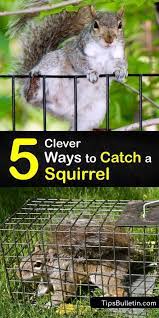 5 Clever Ways To Catch A Squirrel
