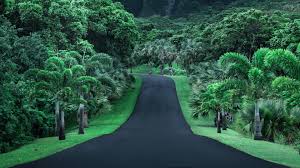 green road nature 4k wallpaper hd