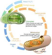 Photosynthesis And Respiration Diagram