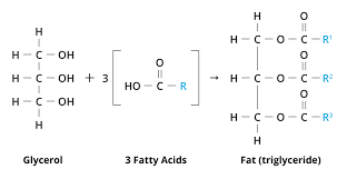 fats and proteins biology