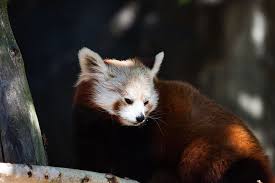 It is a very popular zoo animal and is frequently involved in the animal trade. Panda Mammal Animal Animal World Cute Bear Cat Red Panda Himalayas One Animal Animal Themes Pxfuel
