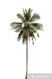coconut palm tree sticker pixers
