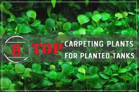 carpeting plants for planted tanks