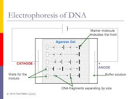 Image Result For Gel Electrophoresis Anode And Cathode