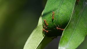 get rid of fire ants in your yard