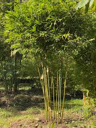 bamboo species charlie s bamboo