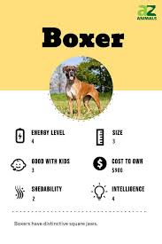 boxer dog breed complete guide a z