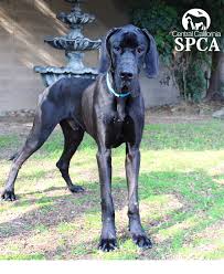 We specialize in double merle, special needs, and medically needy great danes. Grande Is A 1 Year Old Male Black Great Dane Central California Spca Fresno Ca