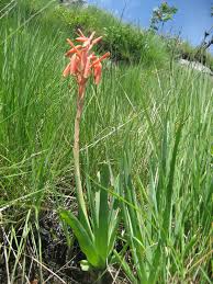 Image result for Aloe rhodesiana