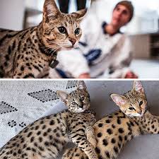 Common house cats weigh anywhere from eight to ten pounds on average, but servals typically weigh anywhere from 18 to 40 lbs. 13 Celebrities Who Have An Exotic Pet As Part Of Their Family