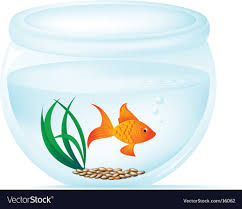 fish bowl royalty free vector image