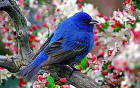 colorful little bird wallpapers
