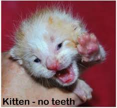 Did you know kittens have two sets of teeth as they age, just like humans? Are Kittens Born With Teeth Poc