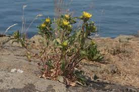 Grindelia - Wikipedia