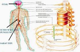Sistem saraf berfungsi menyelenggarakan kerjasama dalam koordinasikegiatan tubuh. Sistem Saraf Pengertian Fungsi Jenis Jenis Dan Gambar