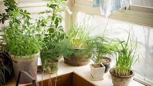 How To Start An Indoor Garden In Even