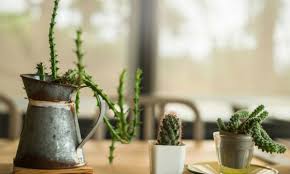 Elenco delle piante grasse e dei cactus ricadenti in vendita online nella nostra boutique. 10 Piante Grasse Da Interno Per Rendere Speciale La Tua Casa