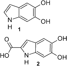 eumelanin monomers 5 6 dihydroxyindole