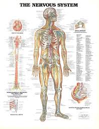 Anatomy Nervous System Sva Library Picture Periodicals