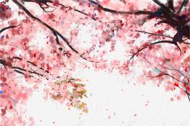 hd cherry blossom backgrounds images