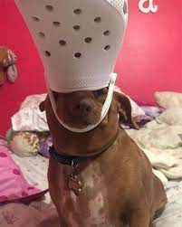 In case you had a bad day here's a dog with a croc on his head. 33 Dogs With Crocs On Their Heads Ideas Funny Animals Animal Memes Cute Animals
