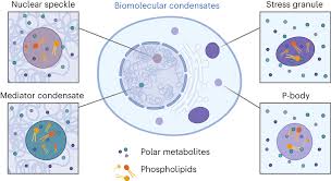 biomolecular condensates create