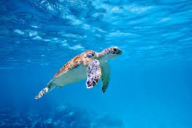 sea turtle hd wallpaper