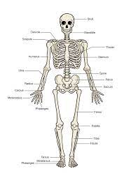 The longest bone in the human body is the femur, which is also called the thigh bone. Human Skeleton Switched On Kids