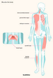 Muscle chart male body parts black background. How Many Muscles Are In The Human Body Plus A Diagram