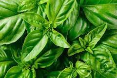How do you preserve basil for the winter?