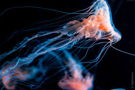Jellyfish Wallpaper Desktop - On Net ...