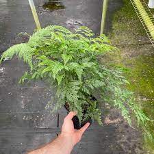 Deer Foot Fern Live Plant In A 6 Inch